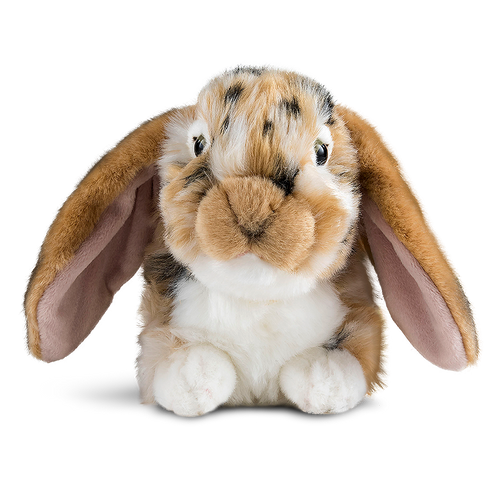 Brown Dutch Lop Eared Rabbit