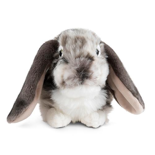 Grey Dutch Lop Eared Rabbit