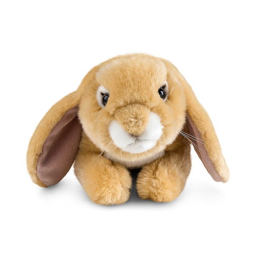 Light Brown Lop Eared Rabbit