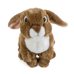 Brown French Lop Eared Rabbit