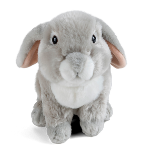 Grey French Lop Eared Rabbit