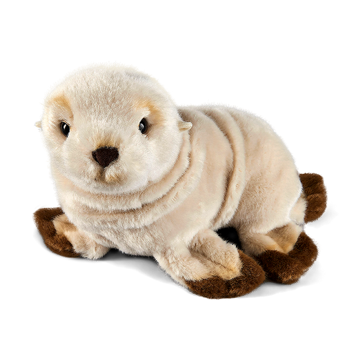 Sea Lion Pup