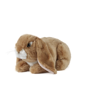 Brown Lop Eared Rabbit