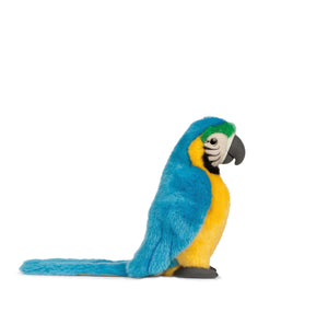 Blue Macaw Parrot