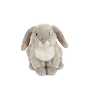 Grey French Lop Eared Rabbit